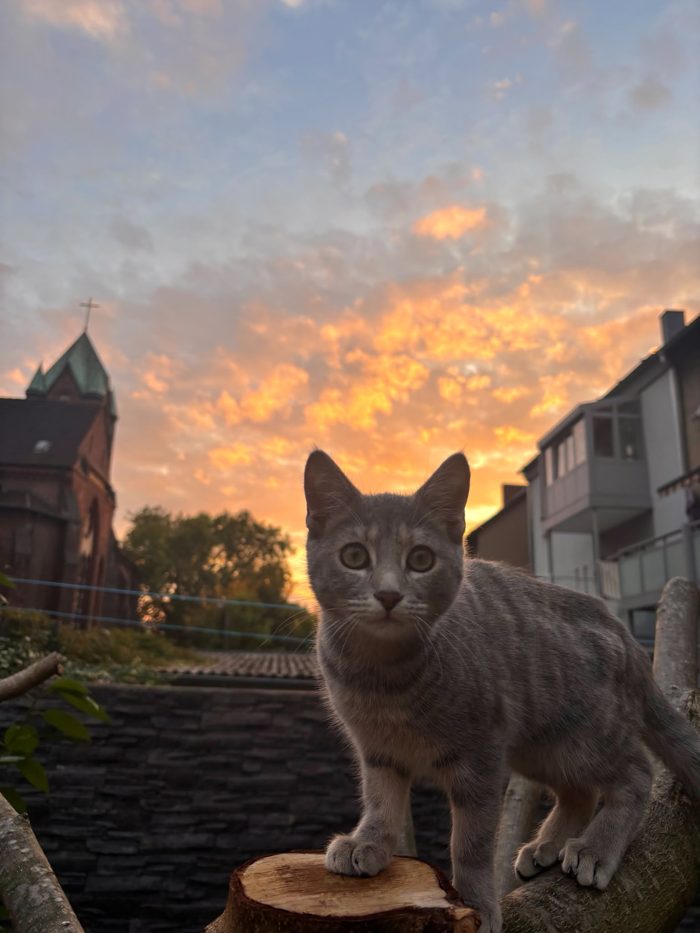 Gümüş, Ibrahims Katze